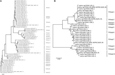 A Case of Intragenic Recombination Dramatically Impacting the Phage WO Genetic Diversity in Gall Wasps